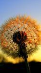 pic for Dandelion At Sunset 